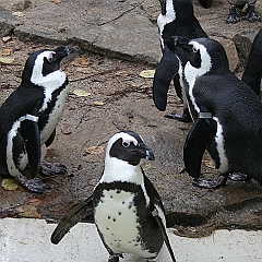 Artis 2010